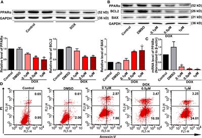 PPARα Ameliorates Doxorubicin-Induced Cardiotoxicity by Reducing Mitochondria-Dependent Apoptosis via Regulating MEOX1